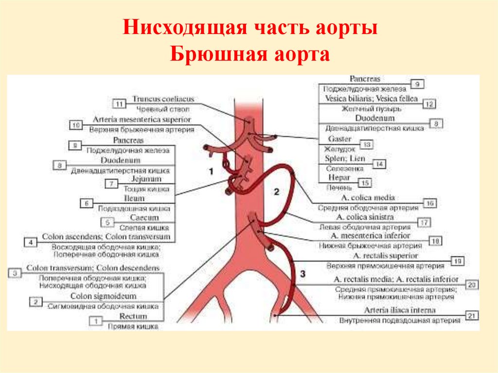 Ствол латынь. Ветви верхней брыжеечной артерии схема. Анатомия верхней брыжеечной артерии и чревного ствола. Ветви верхней и нижней брыжеечной артерии схема. Нижняя брыжеечная артерия анатомия.