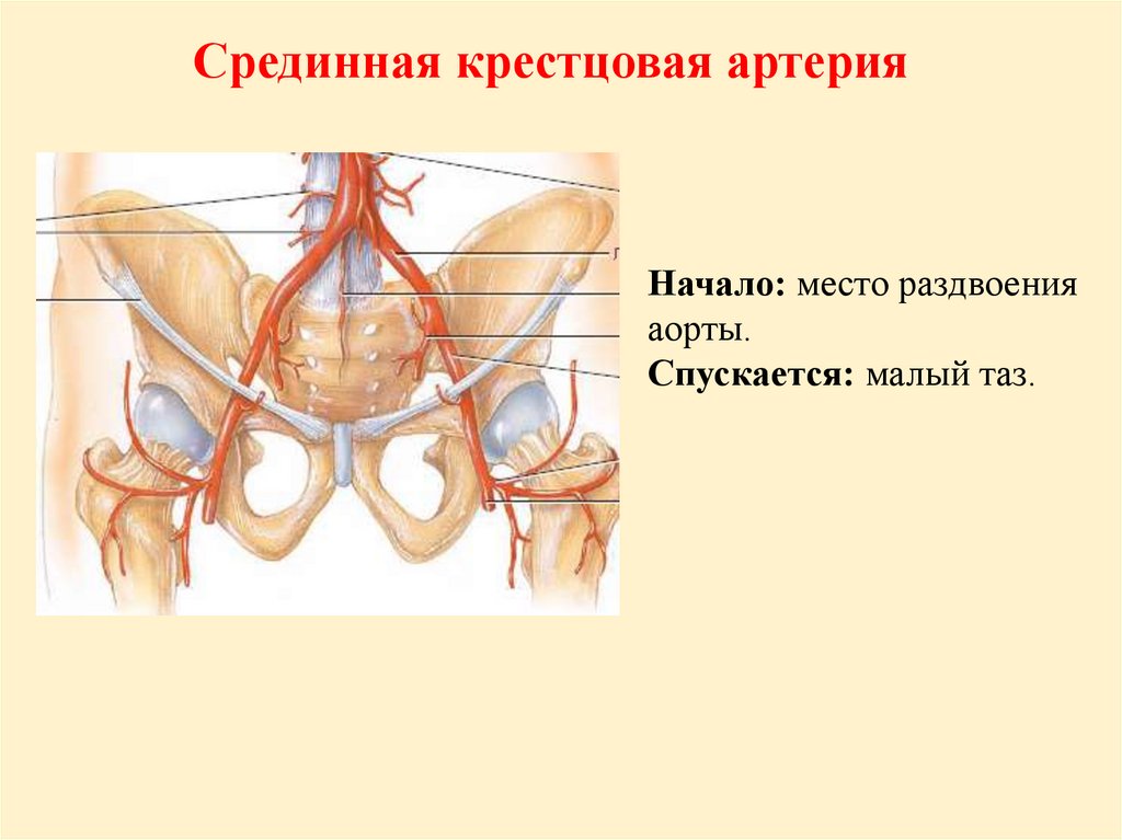 Подвздошная артерия рисунок