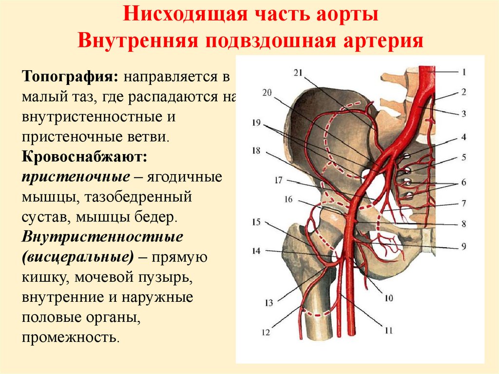 Ветви внутренней подвздошной артерии схема