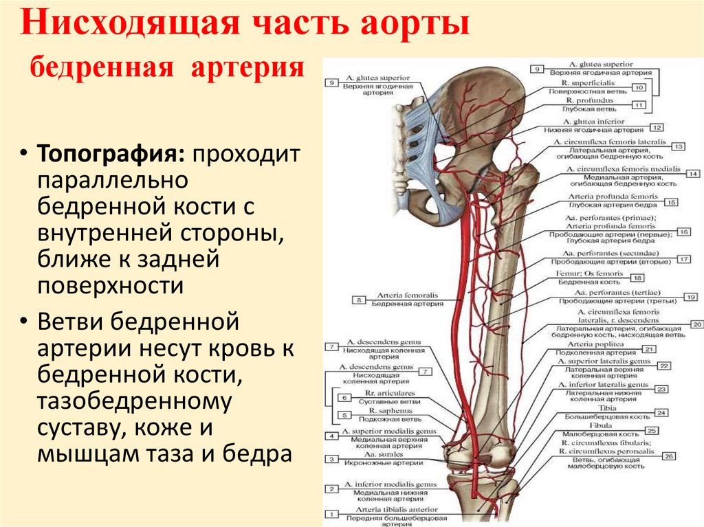 Аорты нижних конечностей. Кровоснабжение бедренной области. Артерия огибающая бедренную кость. Прободающие ветви бедренной артерии.