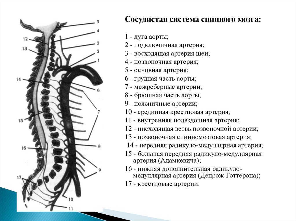 Топография артерии Адамкевича. Ветви позвоночной артерии схема. Грудная часть аорты. Грудная аорта и ее ветви схема.