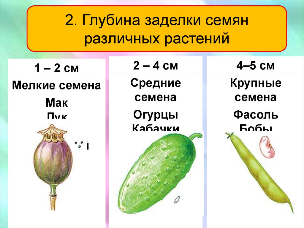 Практическая работа определение всхожести семян культурных растений