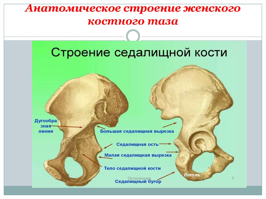 1 подвздошная кость. Седалищная кость анатомия. Седалищные кости таза анатомия строение. Анатомическое строение седалищная кость. Строение таза седалищная кость.