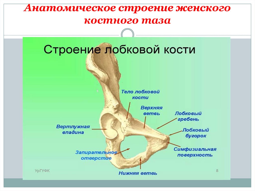 Лобковая кость это. Кости таза строение анатомия. Строение лобковых костей у женщин.