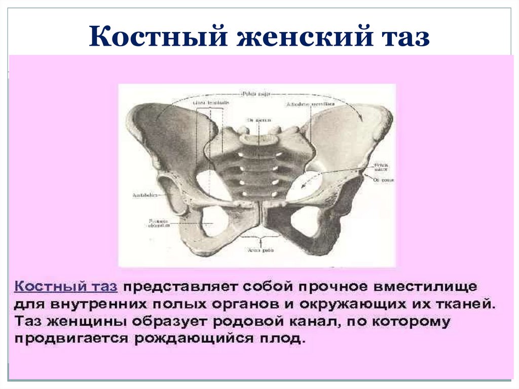 Кости таза женщины фото