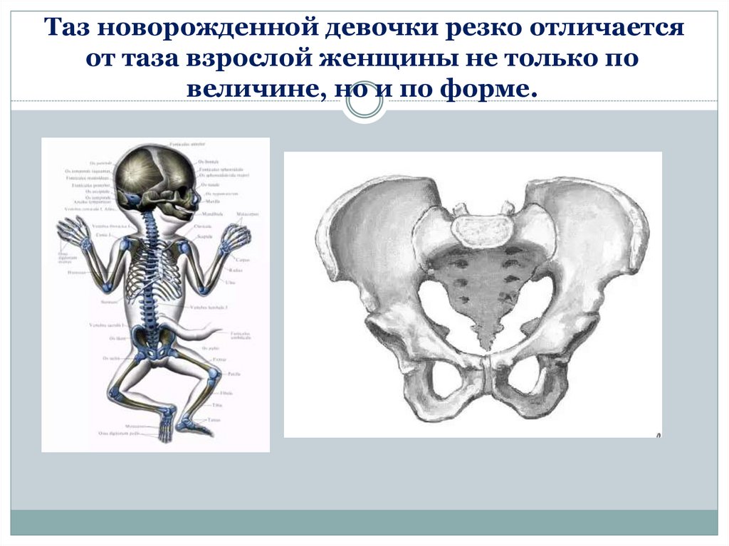 Где находится малый таз у женщин фото с описанием