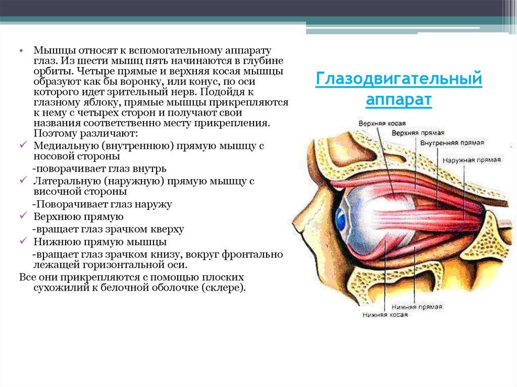 Вспомогательные строение глаза. Мышцы глазного яблока функции иннервация. Мышцы глаза анатомия иннервация. Строение глазодвигательного аппарата. Двигательный аппарат глаза строение и функции.