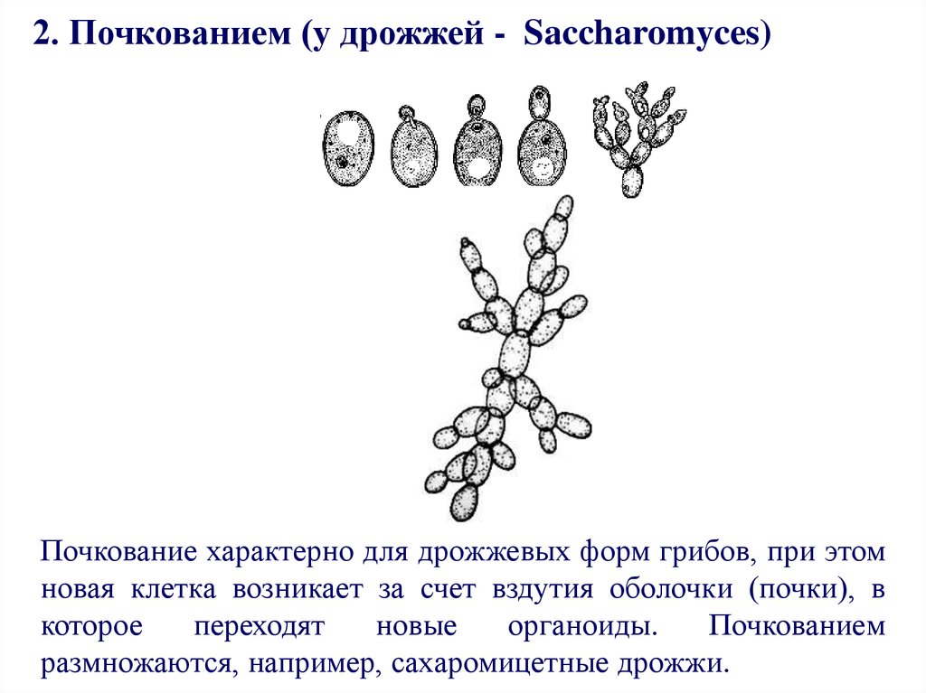 Почкование пример полового размножения