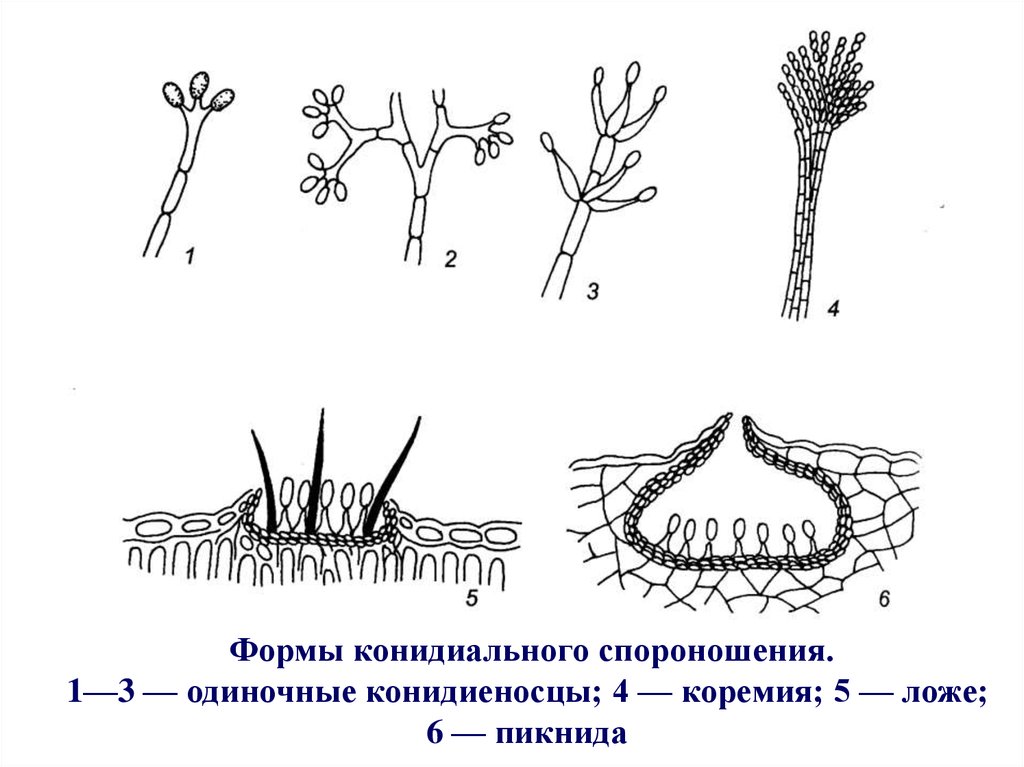 Спороношение это. Конидиальное спороношение (конидии). Неразветвленные конидиеносцы. Тип спороношения несовершенных грибов. Одиночный конидиеносец.
