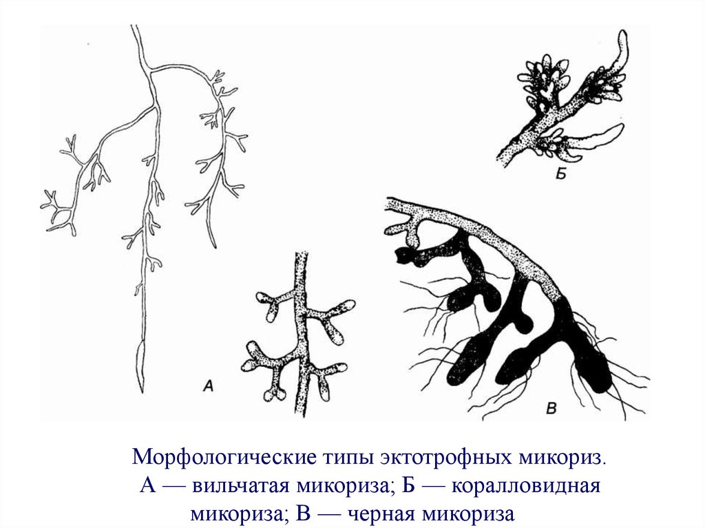 Микориза рисунок