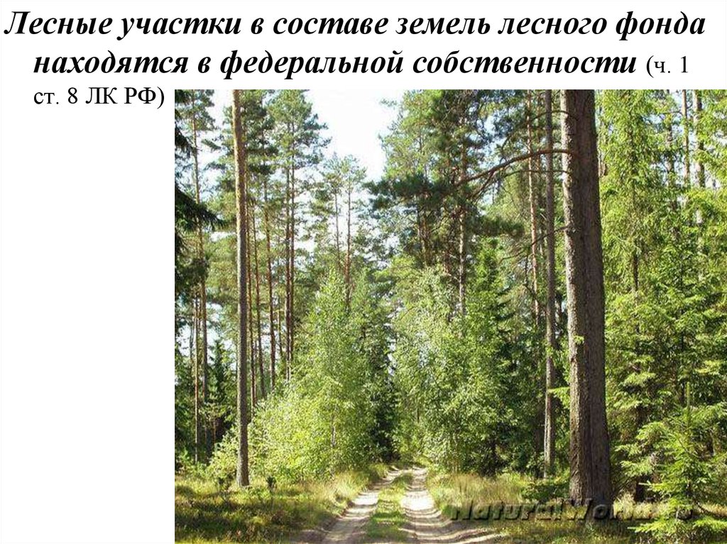 Право собственности земель лесного фонда. Лесные участки в составе земель лесного фонда. Лесной участок в землях лесного фонда. Лесные участки в составе земель лесного фонда находятся. Земли лесного фонда находятся в собственности.