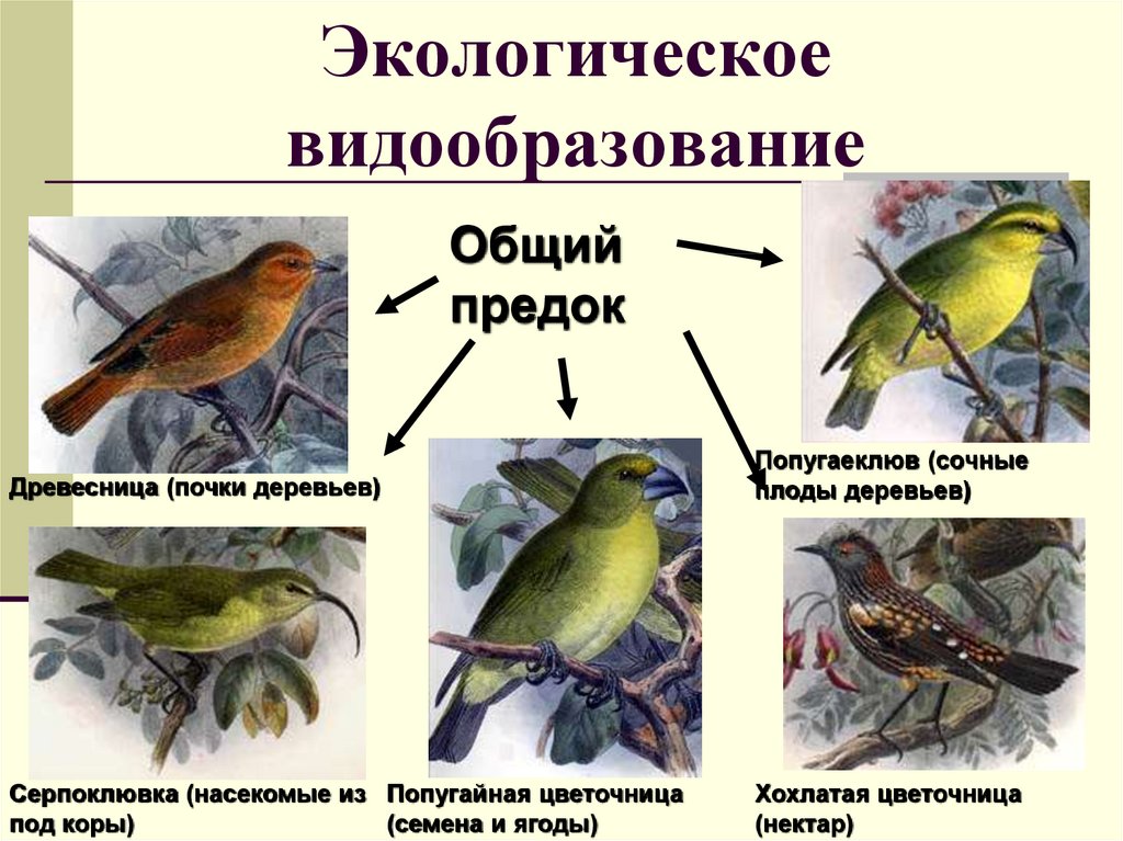 Пример экологического видообразования. Симпатрическое (биологическое) видообразование. Биологическое видообразование примеры. Симпатрическое видообразование синицы. Симпатрическое (экологическое) видообразование.