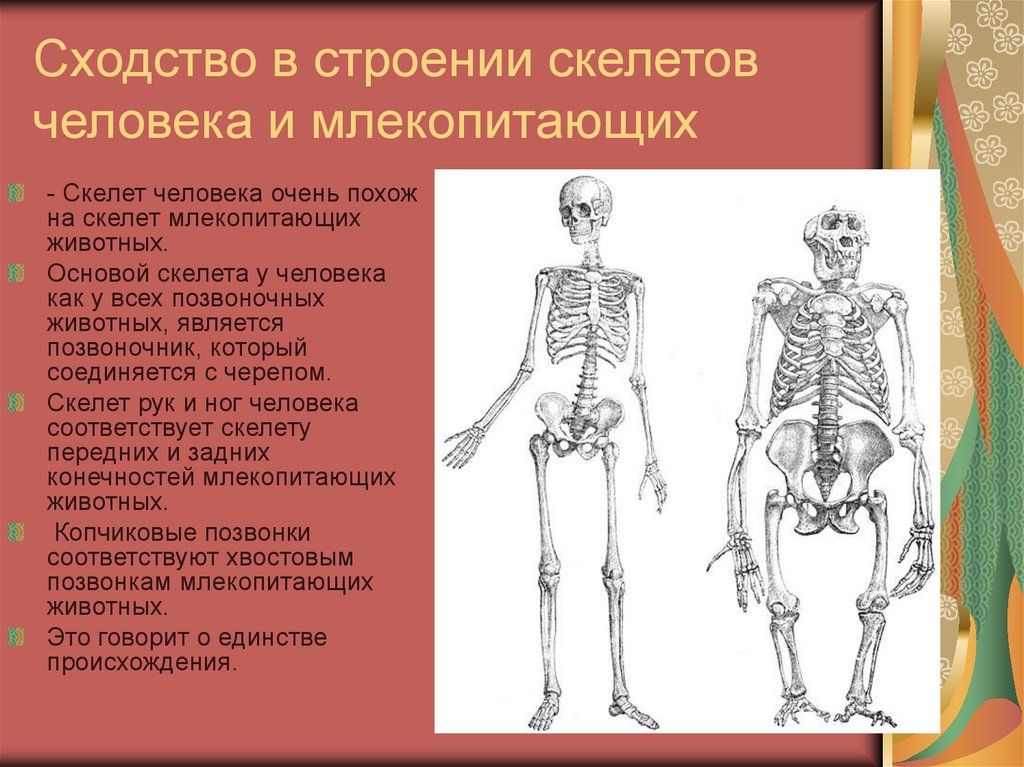 В чем сходство скелета человека и млекопитающих