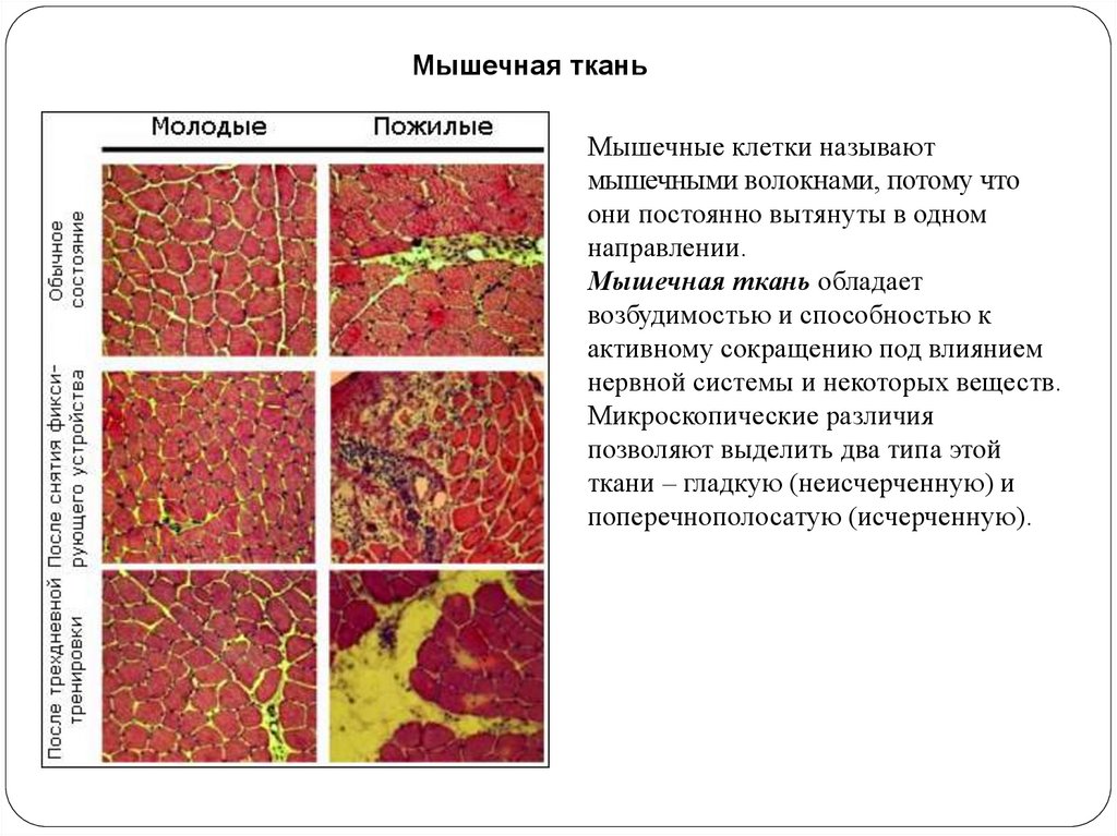 Какая ткань называется мышечной