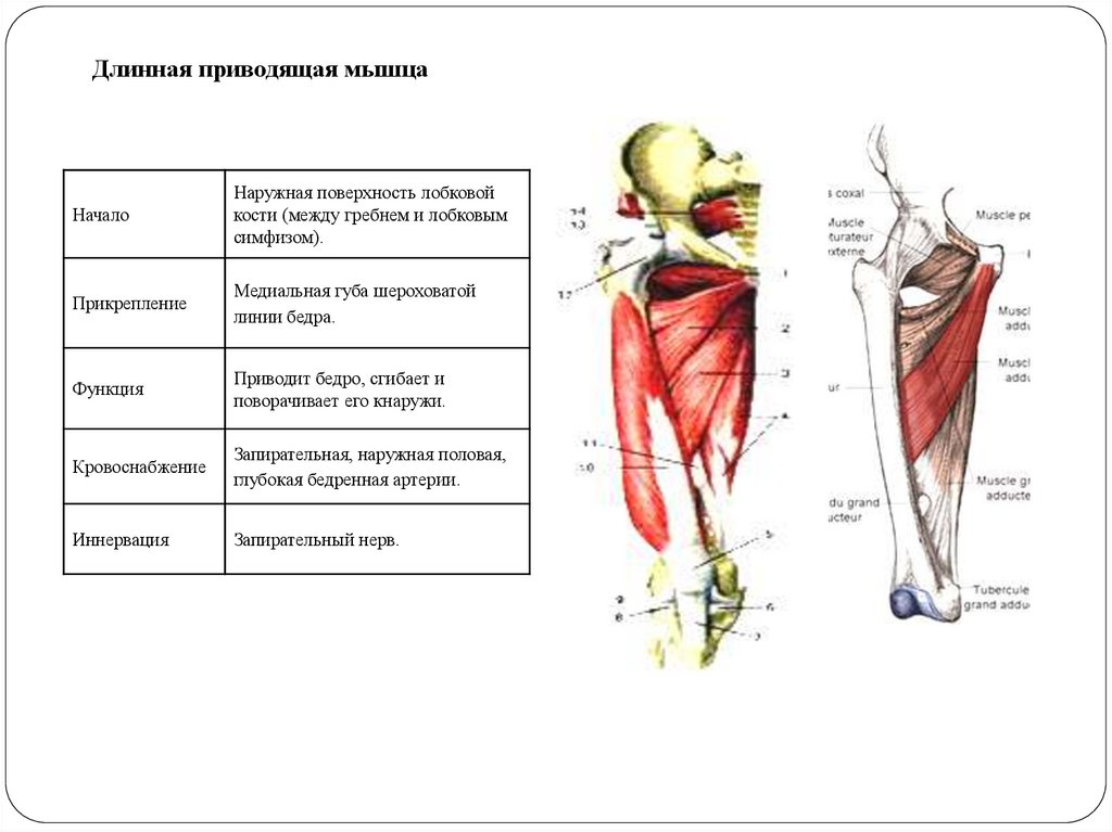 Самая длинная мышца в теле человека. Медиальная группа мышц бедра функции. .Портняжная мы́шца иннервация. Медиальная группа мышц бедра анатомия таблица. Длинная приводящая мышца бедра анатомия.