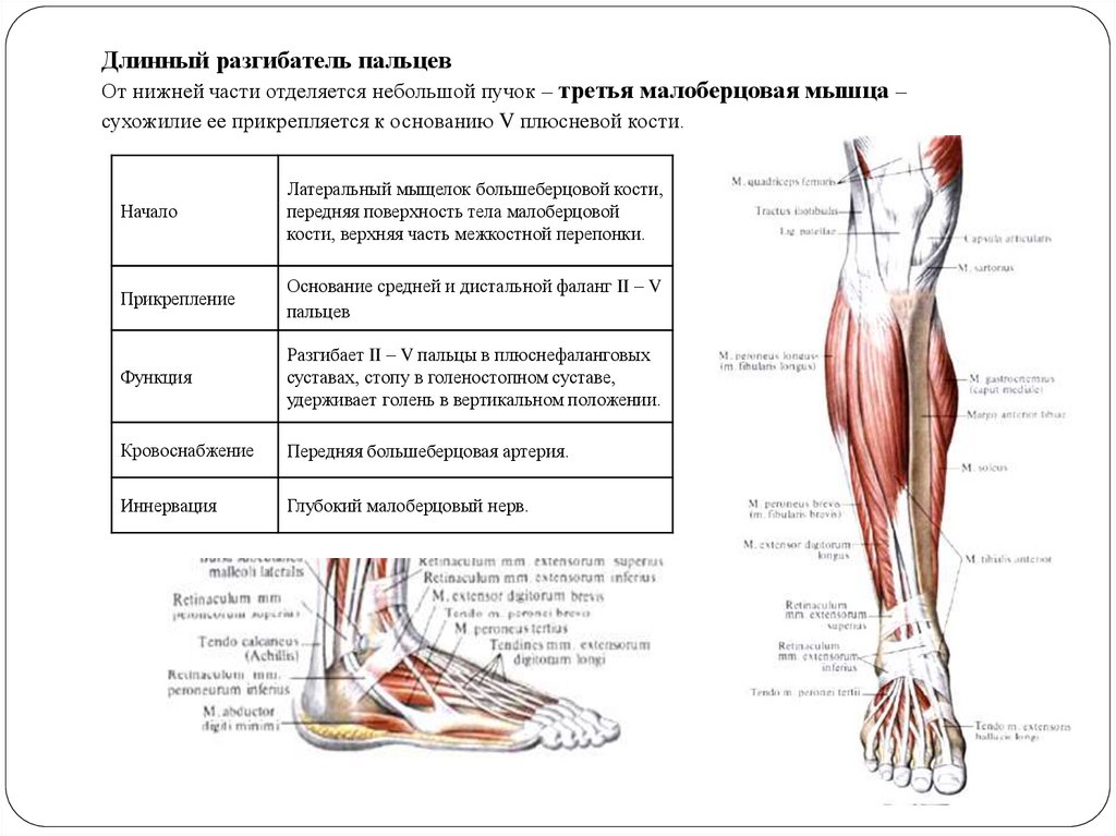 Мышцы передней группы бедра иннервирует