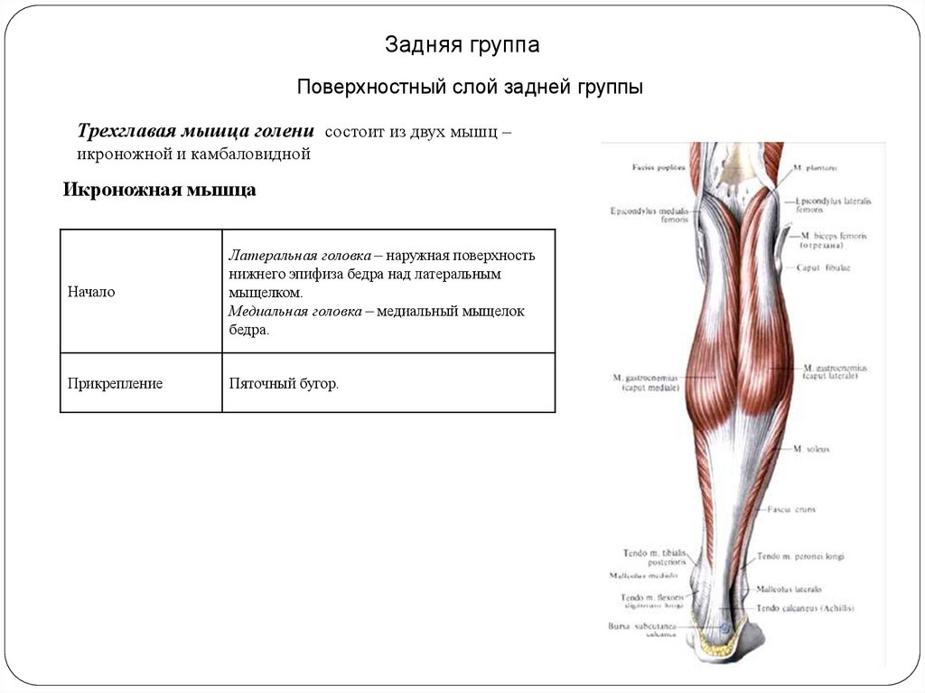 Мышцы голени презентация