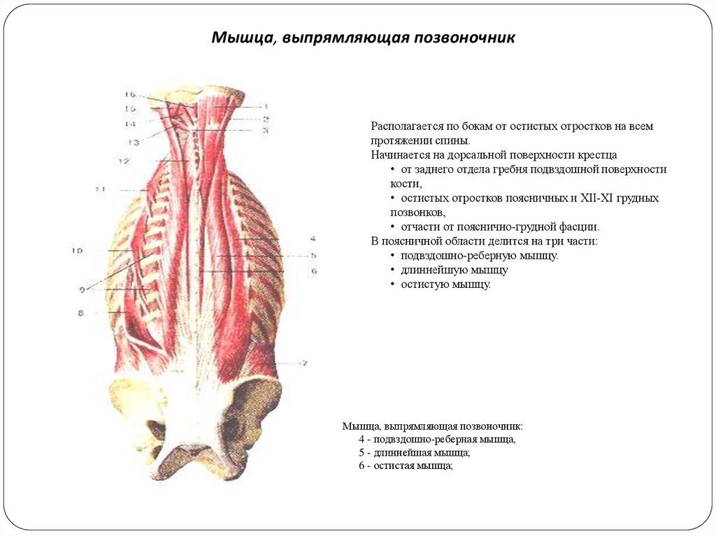 Длиннейшая мышца