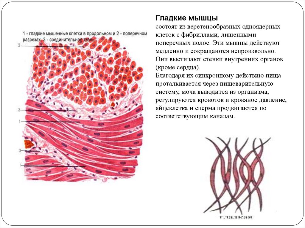 Клетки гладкой мускулатуры сокращаются. Фибриллы мышечных тканей. Клетки гладкой мышечной ткани одноядерные. Веретенообразная клетка гладкой мышцы. Гладкая мышечная ткань веретеновидные клетки.