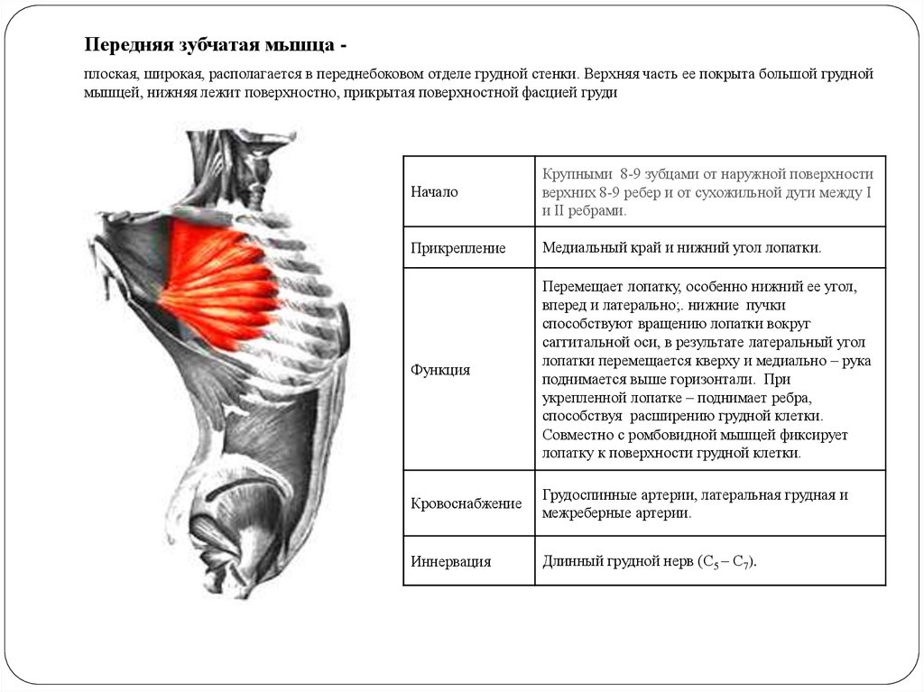 Передняя зубчатая мышца