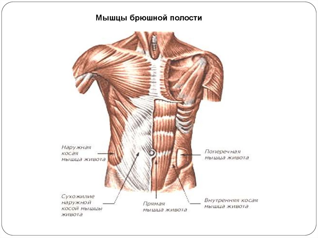 Мышцы живота рисунок