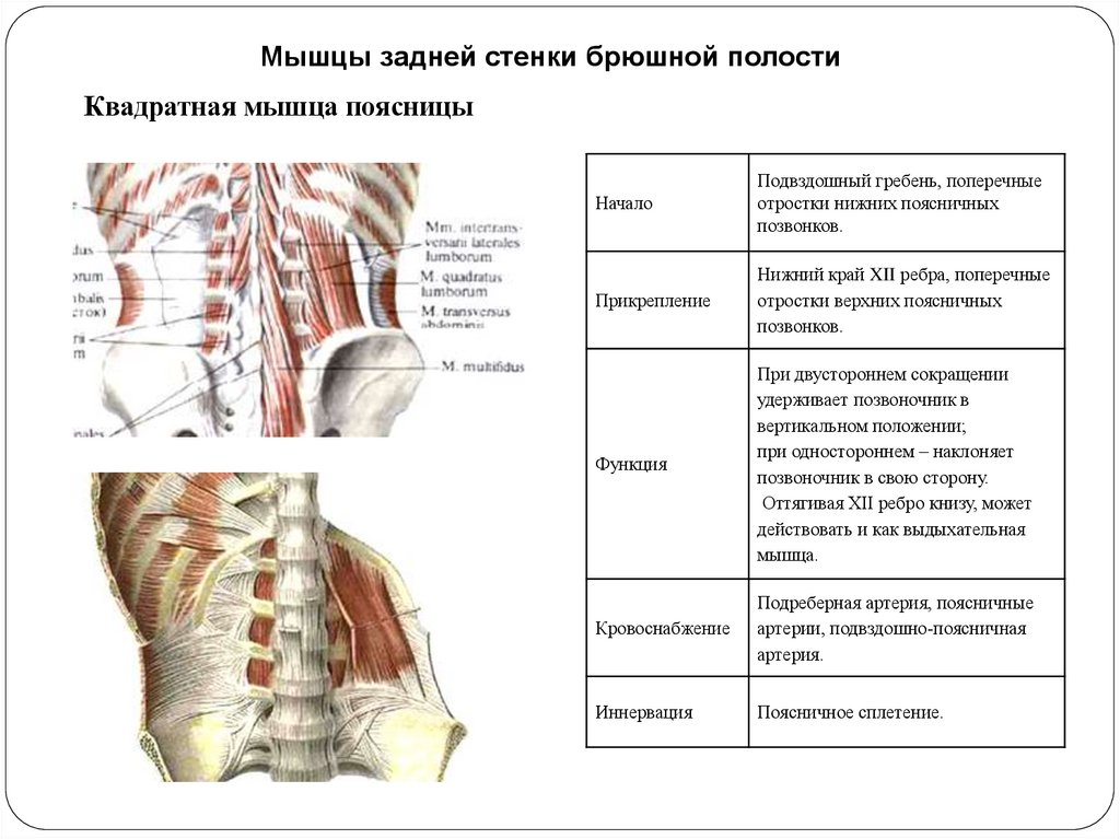 Фото квадратная мышца поясницы