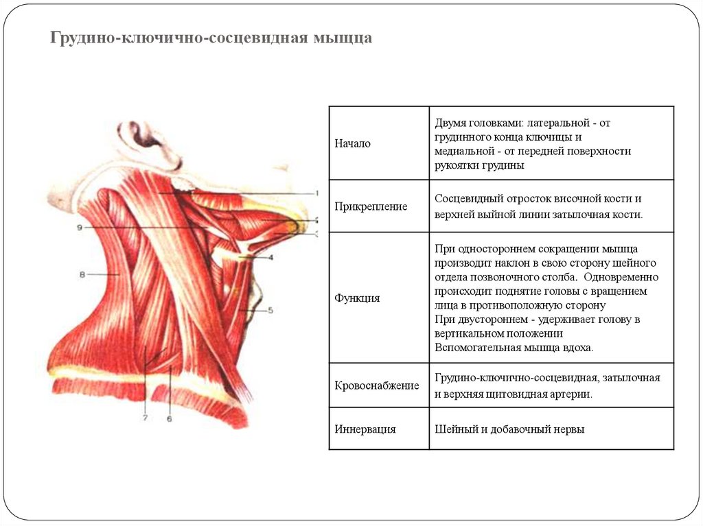 Грудино ключично сосцевидная мышца упражнения