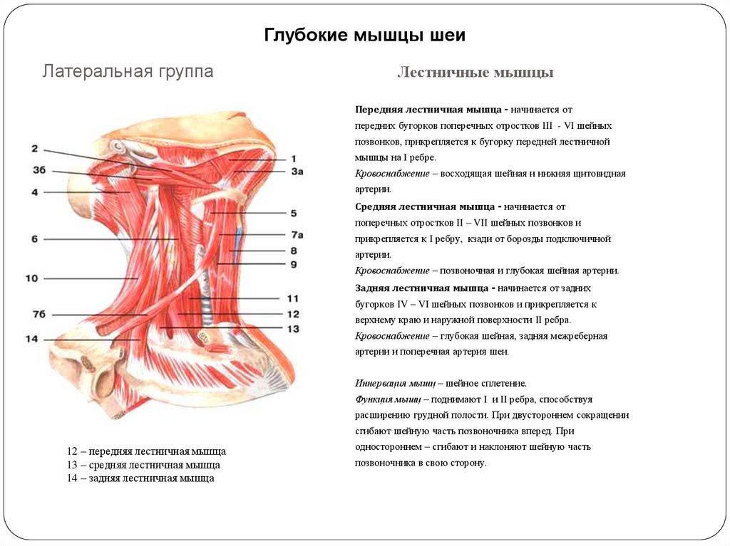 Лестничные мышцы анатомия. Лестничные мышцы вид сбоку. Передняя лестничная мышца шеи латынь. Мышцы шеи анатомия лестничные мышцы. Глубокие мышцы шеи лестничатая передня.