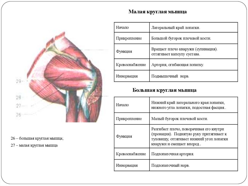 Прикрепление мышц