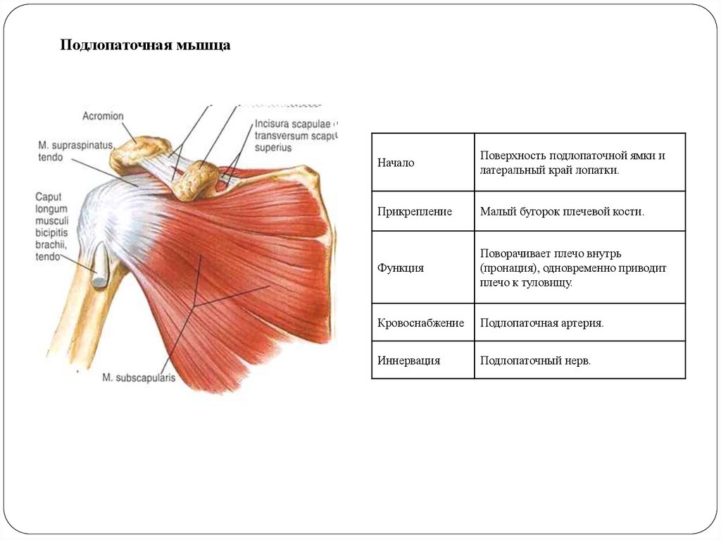 Подлопаточная мышца. Антагонист подлопаточной мышцы. МФР подлопаточной мышцы. Подлопаточная мышца иннервация. Subscapularis мышца.