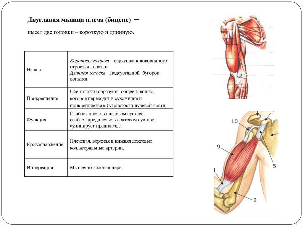 Как понять крепление бицепса. Двуглавая мышца плеча начало прикрепление функции. Сухожилие бицепса плеча анатомия. Длинная головка двуглавой мышцы плеча. 2х главая мышца плеча.