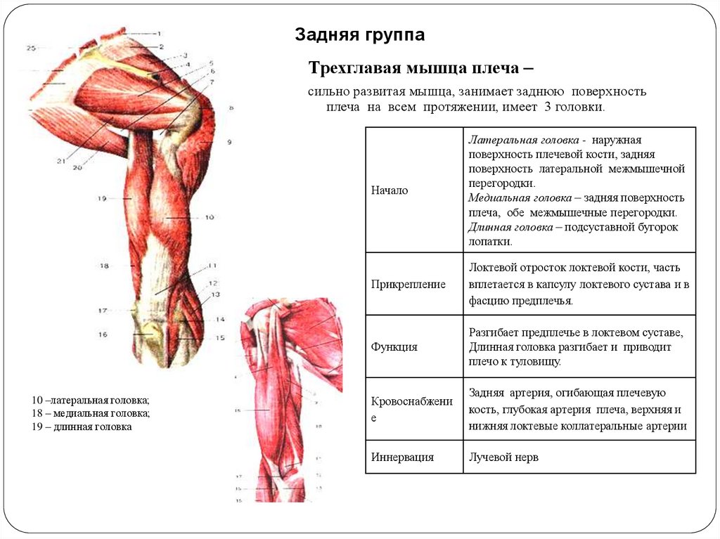 Трехглавая мышца плеча латынь