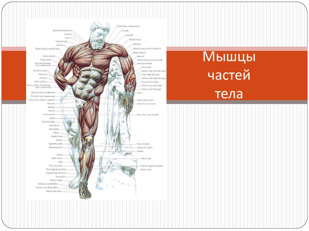 Части мышцы. Процесс согласования мышцы тела. Процесс согласования активности мышц тела. Все мышцы вашего тела..