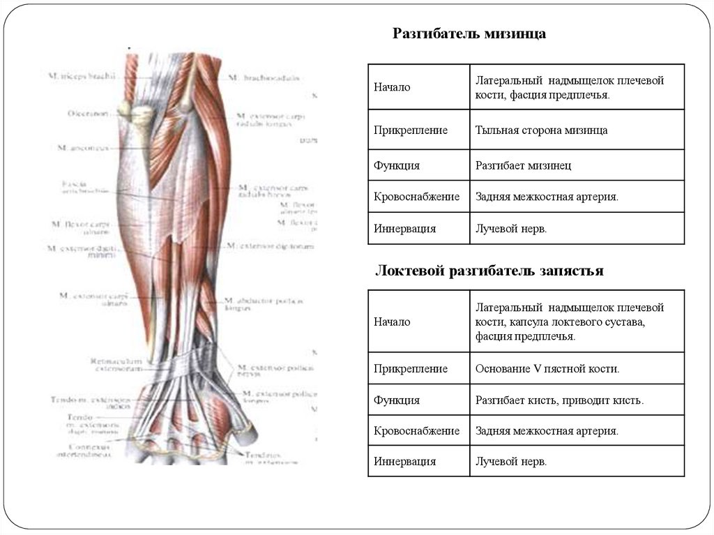 Мышцы действующие. Мышцы разгибающие локтевой сустав. Мышцы сгибатели и разгибатели локтевого сустава. Локтевой разгибатель запястья анатомия. Мышцы локтевого сустава анатомия таблица.