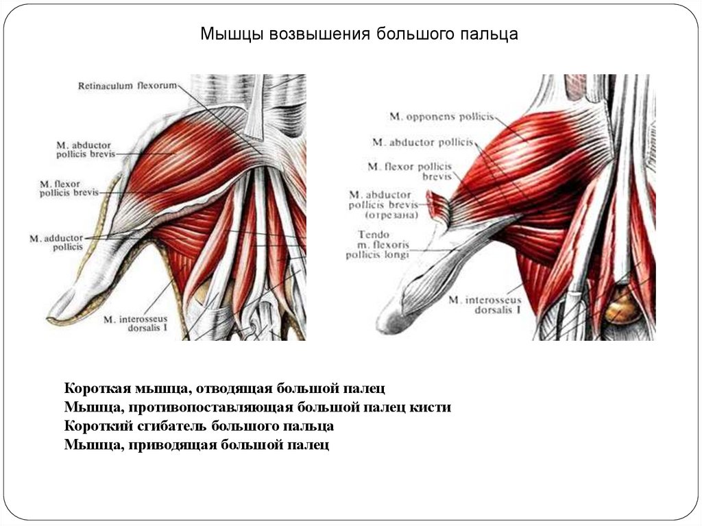 Слово мышца. Короткая мышца отводящая большой палец кисти латынь. Мышцы возвышения большого пальца. Мышцы кисти латеральная группа мышцы возвышения большого пальца. Короткая мышца отводящая большой палец.