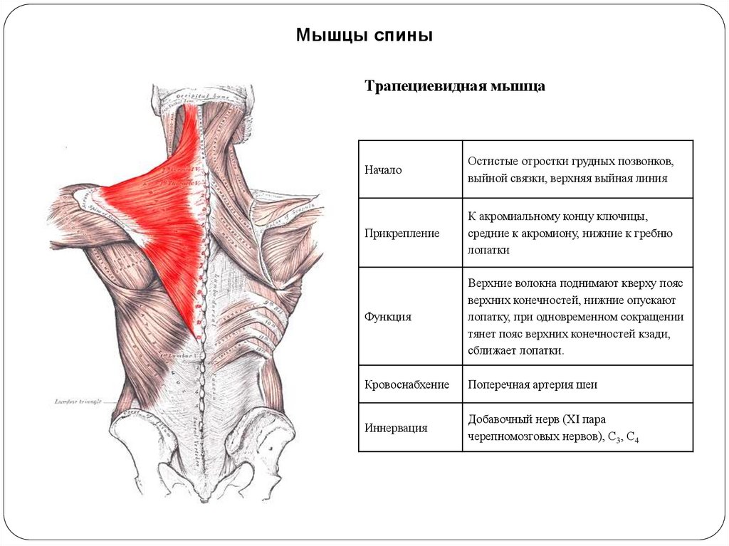 Связки на спине схема