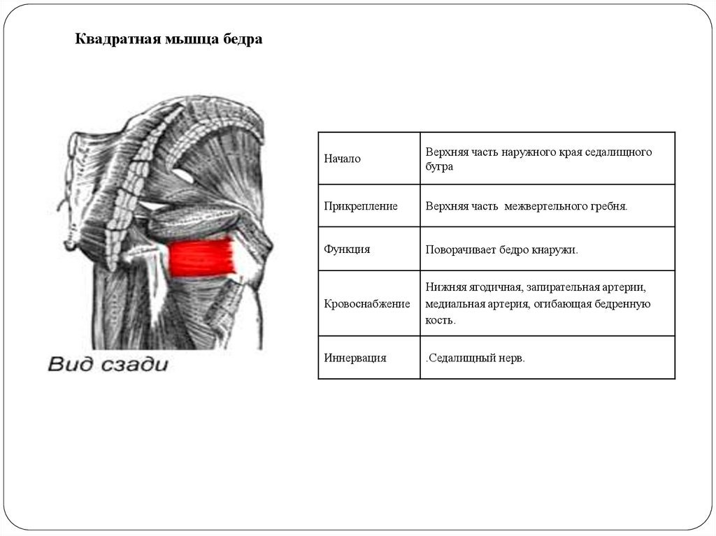 Мышцы начало прикрепление функция. Квадратная мышца бедра анатомия. Квадратная мышца бедра начало и прикрепление функции. Квадратная мышца бедра иннервация. Квадратная мышца бедра: строение, функции..