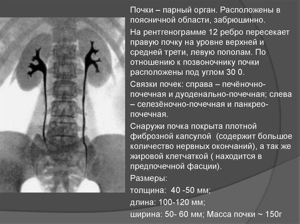 Верхние границы почек. Почки на уровне позвонков. Уровень расположения почек. Почки находятся на одном уровне.