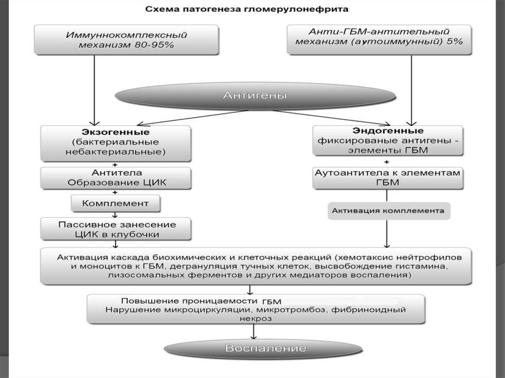 Лечение гломерулонефрита схема рекомендации у взрослых