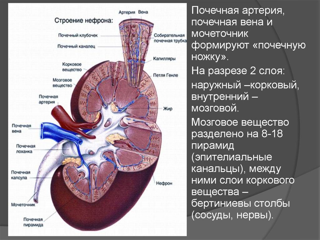 Почках и в головном мозге. Синтопия элементов почечной ножки (спереди назад)?. Почечная артерия и почечная Вена. Мочеточник почечная Вена почечная артерия.