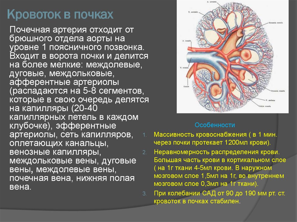 Функция почечной артерии. Кровоснабжение почки Вена. Почечная артерия и почечная Вена.