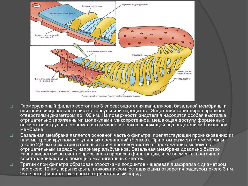 Базальная мембрана. Эндотелий подоциты и базальная мембрана. Гломерулярный фильтр строение. Гломерулярный фильтр подоциты. Гломерулярная базальная мембрана.