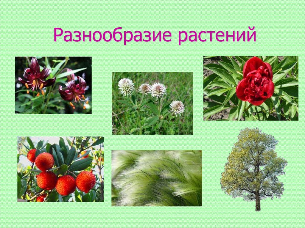 Презентация многообразие растений 5 класс. Разнообразие растений. Разнообразие растительного мира. Разнообразие растений для детей. Растительность многообразие.