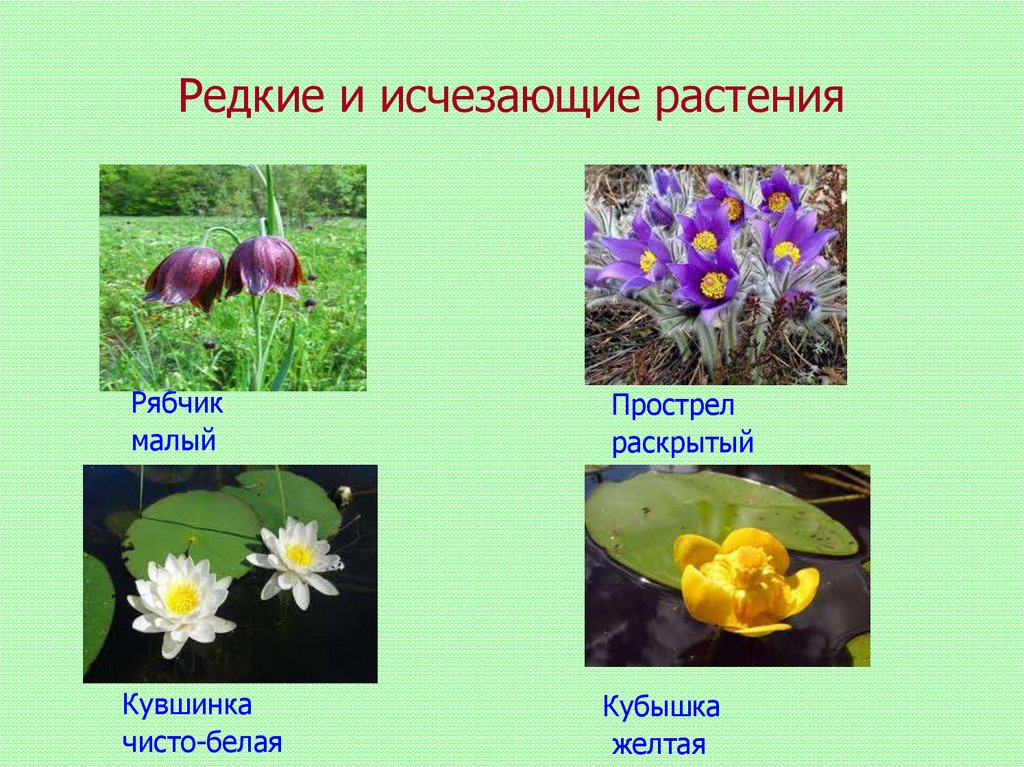 Исчезающие растения казахстана