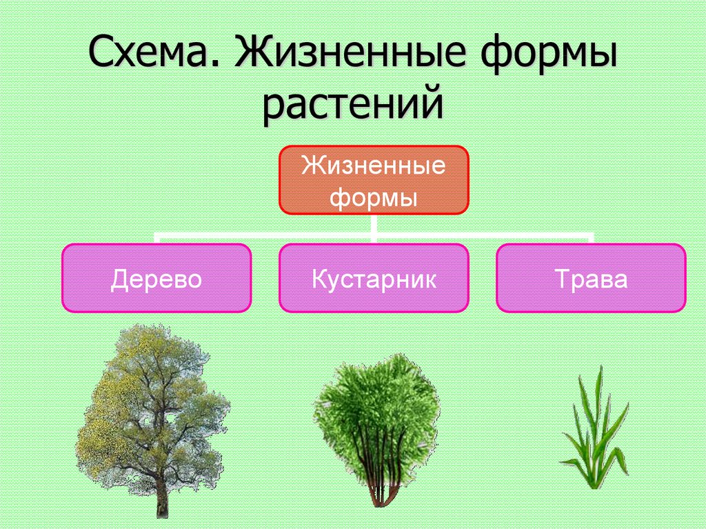 Названия жизненных форм растений