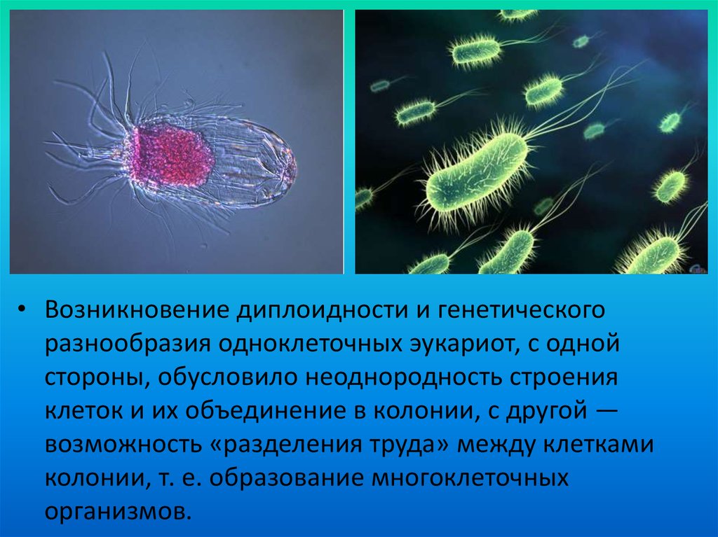 Многоклеточные организмы возникли в эру. Диплоидности. Разделение труда между клетками колонии. Эукариоты в архейскую эру возникли. Возникновение эукариот Архей.