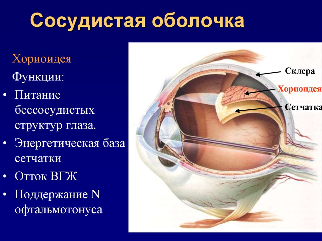 Глаза являются органом человека. Склера сосудистая оболочка сетчатка. Сосудистая оболочка глаза строение и функции. Сосудистая оболочка глаза вид спереди. Собственно сосудистая оболочка глаза функции.