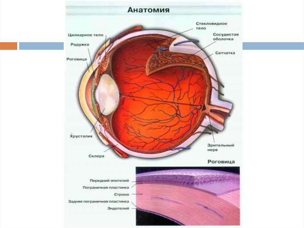 Цвет сосудистой оболочки глаза. Анатомия глазного яблока офтальмология. Наружная оболочка глазного яблока. Полюса глазного яблока. Анатомия придаточного аппарата глаза.