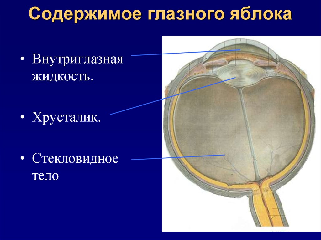 Хрусталик стекловидное. Стекловидное тело глазного яблока. Содержимое глазного яблока. Хрусталик и стекловидное тело. Анатомия и физиология стекловидного тела.