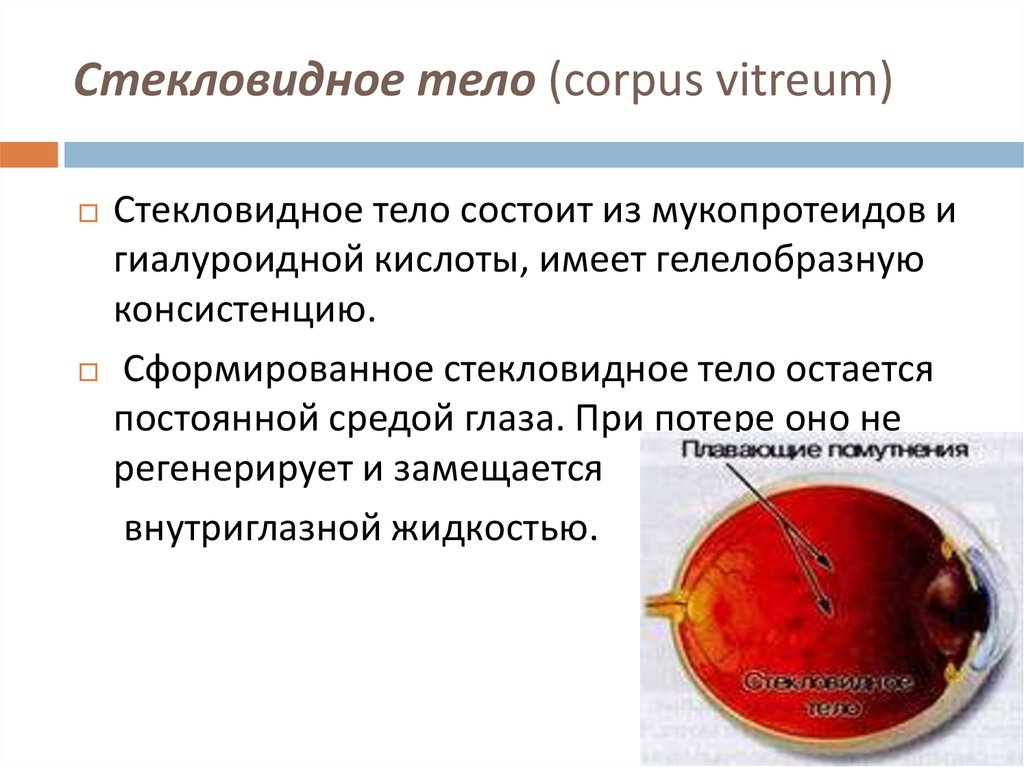 Стекловидное тело (corpus vitreum)